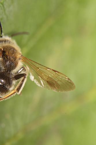 Réf. 263 243 : Andrena labialis